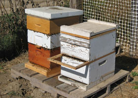 a-bee-hieves.jpg