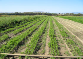 a-carrot-field1.jpg