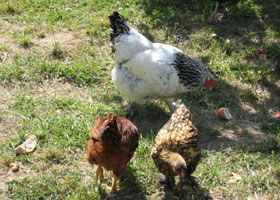 a-chicken1.jpg
