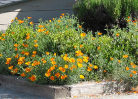 a-poppies.jpg