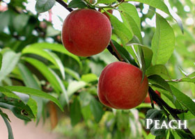 f-peach.jpg
