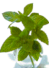 Natural Peppermint