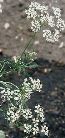 Natural Anise
