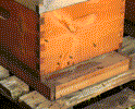 Bee-hive